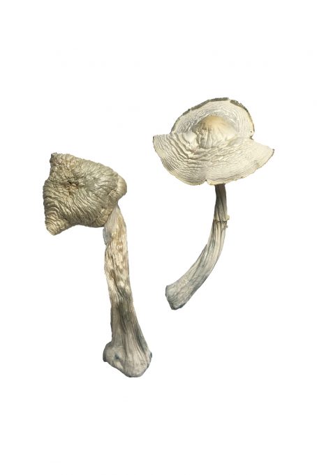 Louisiana Mushrooms