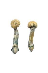 Albino Treasure Coast Mushrooms