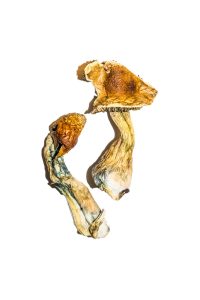b+ mushrooms