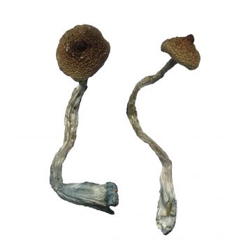 Costa Rica Mushrooms