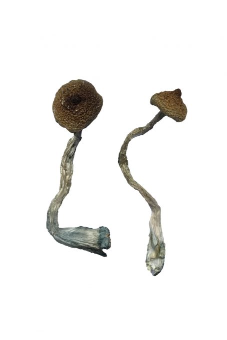 Costa Rica Mushrooms