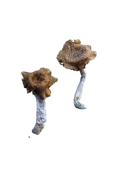 Florida White Mushrooms