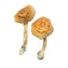 Buy Golden Mammoth Mushrooms Online