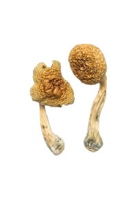 Golden Mammoth mushroom