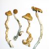 Golden Teacher Mushrooms