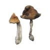 Hawaiian Mushroom
