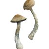 hillbilly mushrooms