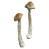 HillBilly Mushrooms