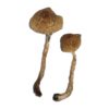 Malabar Coast Mushrooms