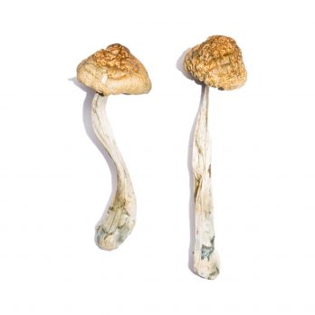 McKennaii Mushrooms