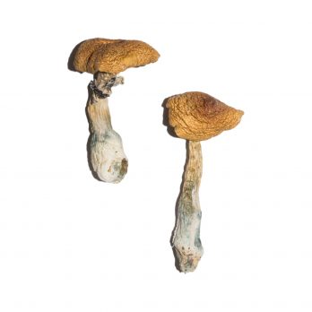 Penis Envy 6 (PE6) Mushrooms