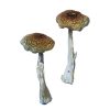 Psilocybe Mushrooms