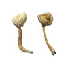 Rusty White Mushrooms
