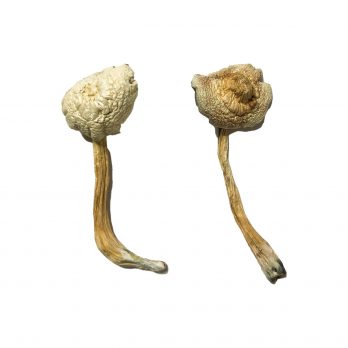 Rusty Whyte Magic Mushrooms