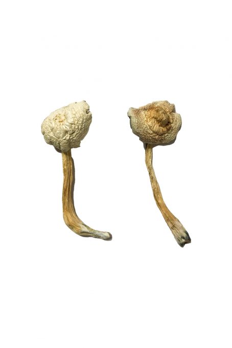 Rusty White Mushrooms