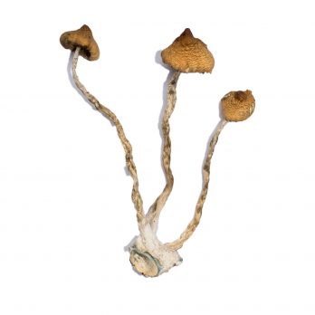 Syzygy Mushrooms