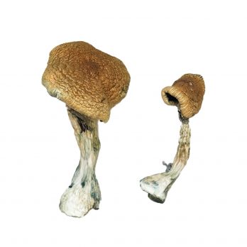 Texas Yellow Cap Mushrooms