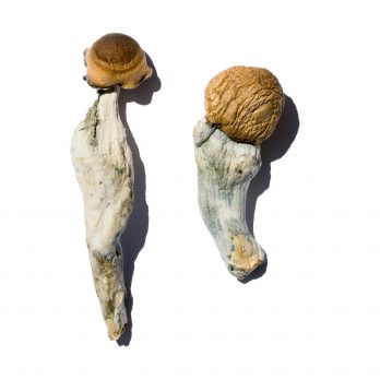 Trans Envy Mushrooms