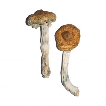 Vietnamese Mushrooms